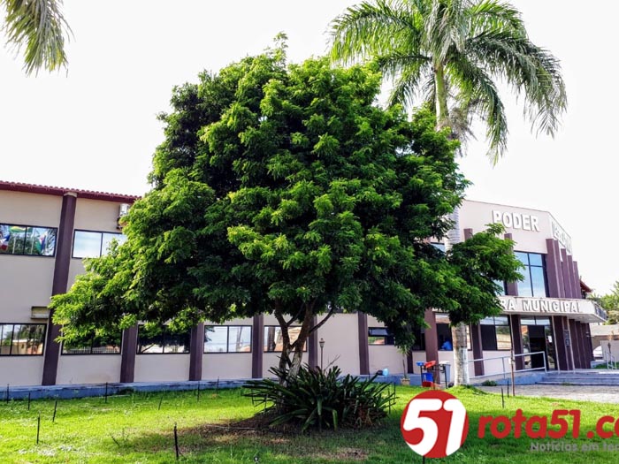 Jardins da Câmara de Eunápolis ganham nova espécie de ipê-amarelo