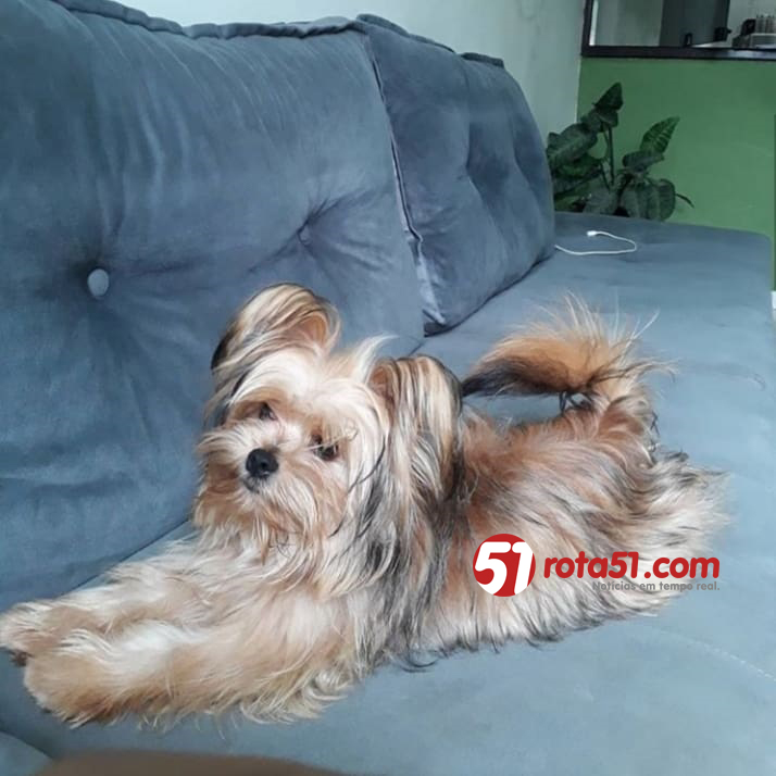 Mãe procura cachorrinho que é o xodó da filha…
