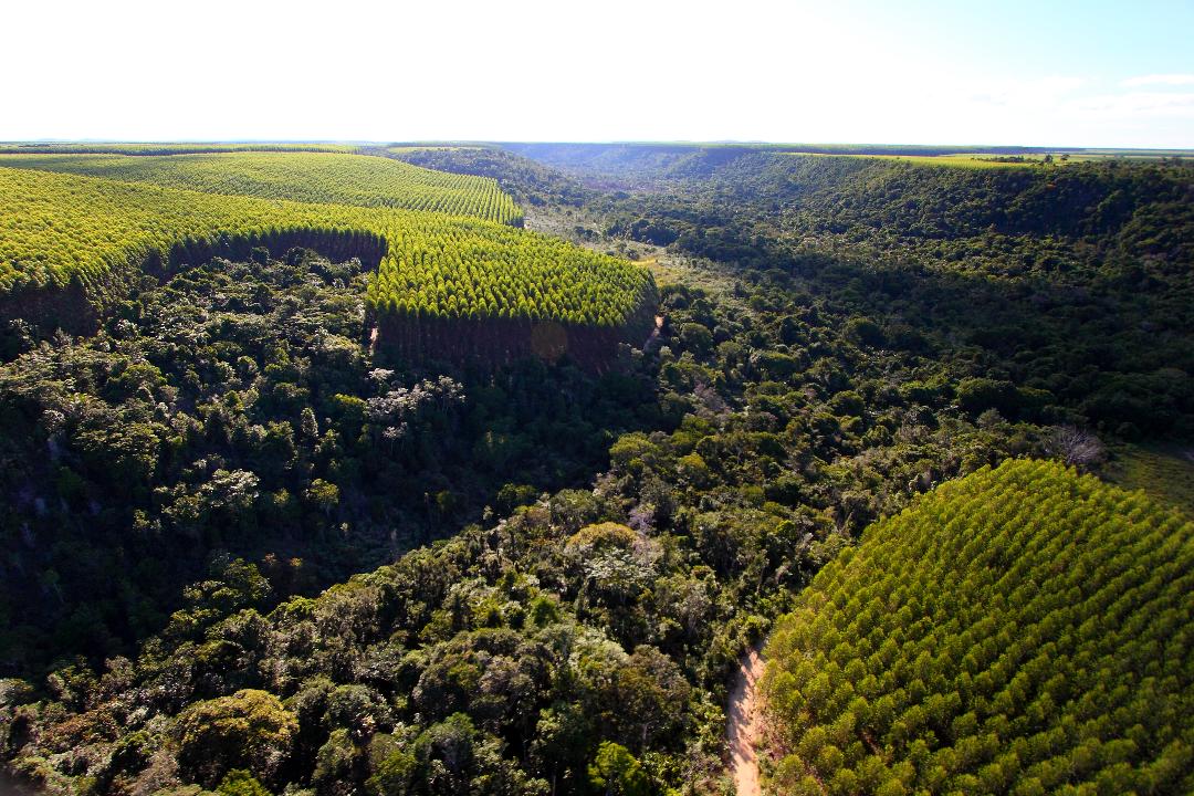 CORREDOR ECOLÓGICO LIGARÁ RPPN ESTAÇÃO VERACEL E PARQUE NACIONAL DO PAU BRASIL