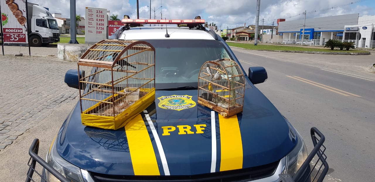 POLICIA ROD FEDERAL: de olho nas estradas em todos os sentidos.