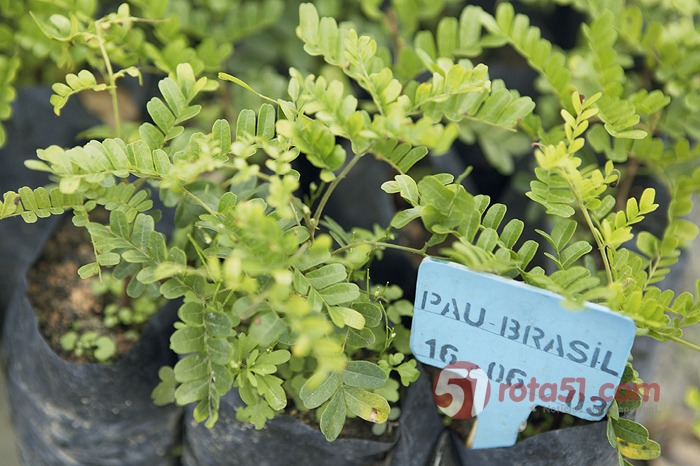 Veracel Celulose divulga edital para contratação de: