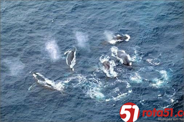 Veracel Celulose destaca o monitoramento das baleias jubarte  no Dia de Defesa da Fauna