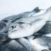 Peixes, frutos do mar e pescados contaminados, estão causando sérios problemas de saúde.