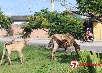 Animais soltos nas ruas, um perigo constante para carros, motos e vidas humanas.