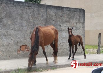Animais soltos nas ruas, em caso de acidente, a quem devemos responsabilizar?