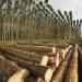 Veracel Celulose divulga edital para contratação de: