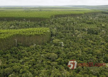 A Reserva Particular do Patrimônio Natural mantida pela Veracel Celulose possibilitou o primeiro registro, na Bahia, de uma espécie de libélula ameaçada de extinção