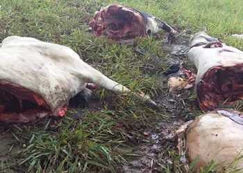 Ladrões matam gado, levam a parte boa e deixam o resto para trás, o prejuízo é imenso.