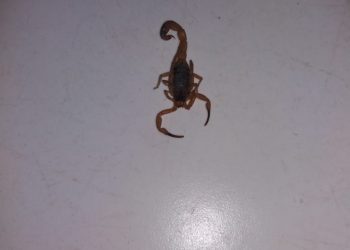 O perigo sai do mato e entra dentro das casas.