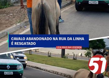 Porto Seguro combate animais soltos nas ruas da cidade.
