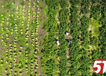 Veracel destaca investimento de cerca de R$ 8,6 milhões em agricultura familiar na região