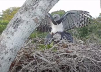 Câmeras de monitoramento flagram imagens raras de cópula de harpias na RPPN Estação Veracel em Porto Seguro (BA)