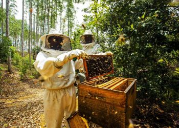 Veracel destaca resultados dos projetos de apicultura realizados com produtores da região Sul da Bahia