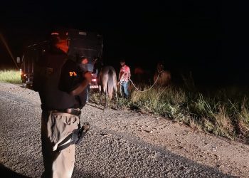 PRF recolhe animais nas ruas da cidade e nas BR’s, para maior segurança de todos.