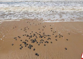 Veracel divulga resultados do monitoramento da última temporada reprodutiva de tartarugas marinhas