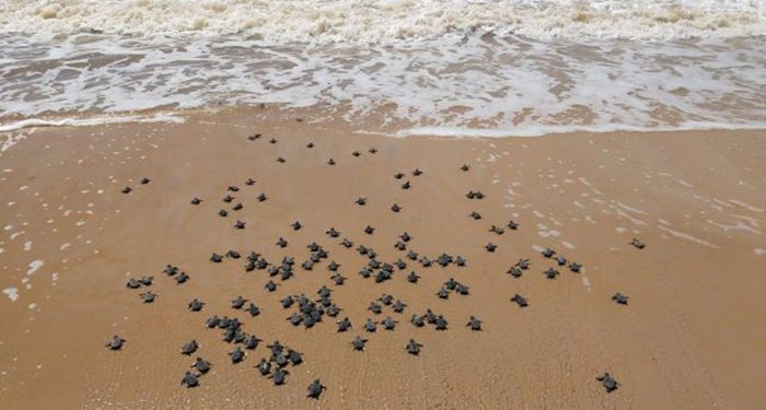 Veracel divulga resultados do monitoramento da última temporada reprodutiva de tartarugas marinhas