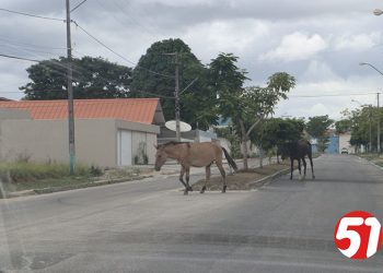 Motoqueiro, bate em manada de cavalos e, vai a óbito no local.