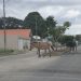 Motoqueiro, bate em manada de cavalos e, vai a óbito no local.