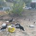 Consciência cidadã faz uma cidade limpa