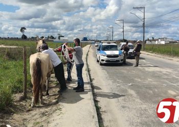 CCZ intensifica apreensão de animais nos espaços públicos de Eunápolis