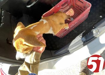 PM dá socorro as animal doméstico que sofria de maus tratos.