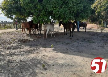 CCZ faz apreensão de animais na cidade.