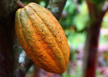 Secretaria de Agricultura de Eunápolis e parceiros ofertam curso de formação profissional sobre cultivo do cacau