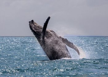 Nova temporada das baleias Cia do Mar investe em ecoturismo náutico diferenciado