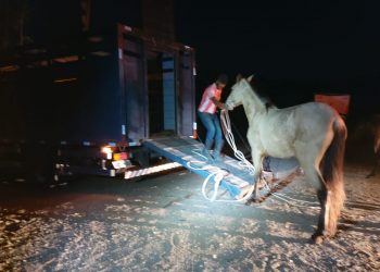 Com a poio da PM, CCZ faz apreensão de animais nas ruas da cidade.