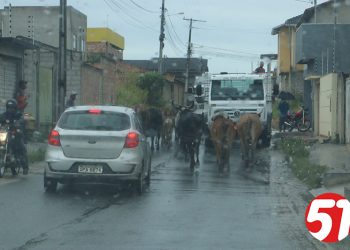 Gado solto nas ruas, um perigo para o trânsito, ou não…