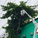 Prefeitura de Eunápolis remove árvore que oferecia risco à população