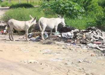 Estão transformando reserva ambiental em canteiro de lixo, a catinga incomoda todo mundo.