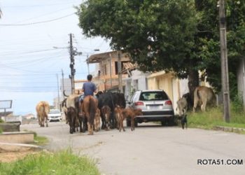 Gado solto nas ruas, um perigo constante.