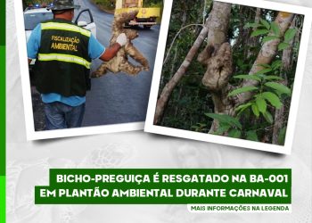 Bicho-preguiça é resgatado na BA 001 em plantão ambiental durante Carnaval