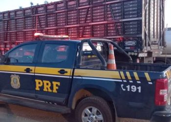 PRF resgata bovinos e suínos de situação de maus-tratos transportados em caminhão boiadeiro; dois animais foram encontrados mortos