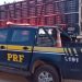 PRF resgata bovinos e suínos de situação de maus-tratos transportados em caminhão boiadeiro; dois animais foram encontrados mortos