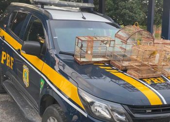 PRF resgata aves silvestres na BR 116, em Itatim (BA)