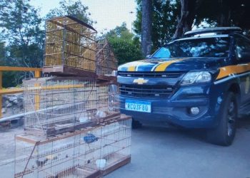 Em Delmiro Correia, PRF resgata pássaros presos ilegalmente