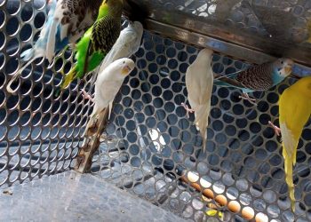 AVES EXÓTICAS EXPLORADAS POR AMBULANTES EM PRAIAS SÃO RESGATAS