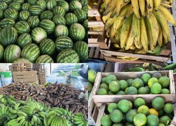 Alimenta Brasil: sucesso na aquisição de alimentos e distribuição nesta terça-feira