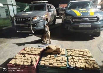 Com auxílio de cão farejador da Rondesp, PRF apreende 160 kg de maconha em Feira de Santana (BA)