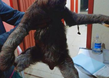 Bicho-preguiça vítima de descarga elétrica é resgatado