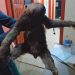 Bicho-preguiça vítima de descarga elétrica é resgatado
