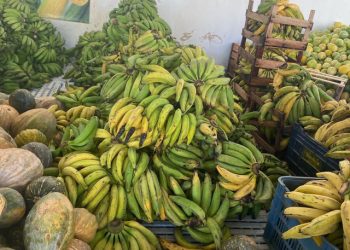 Alimenta Brasil segue cronograma promovendo segurança alimentar