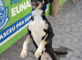Prefeitura de Eunápolis realiza Feira de Adoção com animais resgatados pelo Centro de Controle de Zoonoses