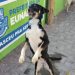 Prefeitura de Eunápolis realiza Feira de Adoção com animais resgatados pelo Centro de Controle de Zoonoses