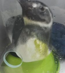 Pinguim-de-Magalhães é encontrado em praia de Arraial d’Ajuda