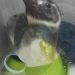 Pinguim-de-Magalhães é encontrado em praia de Arraial d’Ajuda