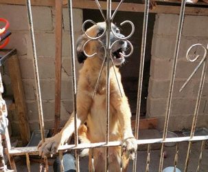 Vistoria ambiental encontra cães em local insalubre
