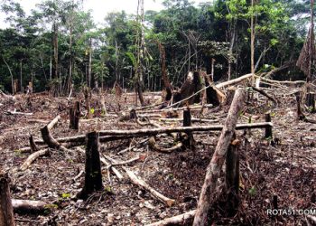 Semac apura denúncias de corte e venda ilegal de madeira nativa